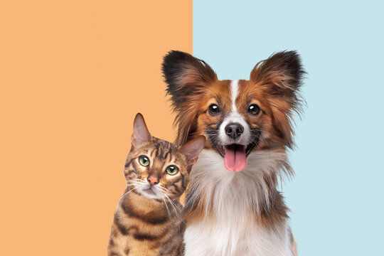 Cat and Dog