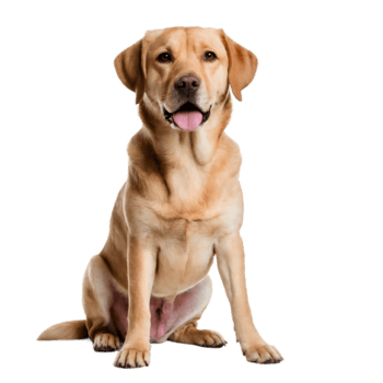 Dogs