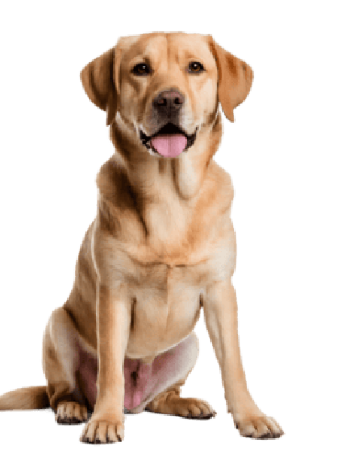 Dogs